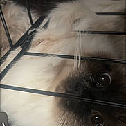 Nova is registered to the contest to win money with this photo: animal, bars, blue_eyes, cage, cat, closeup, colorpoint, cute, dark_background, fluffy, fur, indoors, long_hair, lying_down, pet, photography, portrait, reflection, staring, whiskers