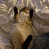 Nova is registered to the contest to win money with this photo: animal, bed, bedding, bedroom, belly_up, cat, comforter, cozy, cute, dark_paws, fluffy, fur, indoor, long_hair, paws, pet, playful, relaxed, sleeping, white_fur