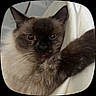 Nova is registered to the contest to win money with this photo: animal, bedding, blanket, blue_eyes, cat, chocolate_point, close_up, curled_up, cute, dark_face, ears, fluffy, furry, indoors, kitten, long_hair, pet, portrait, tongue, whiskers