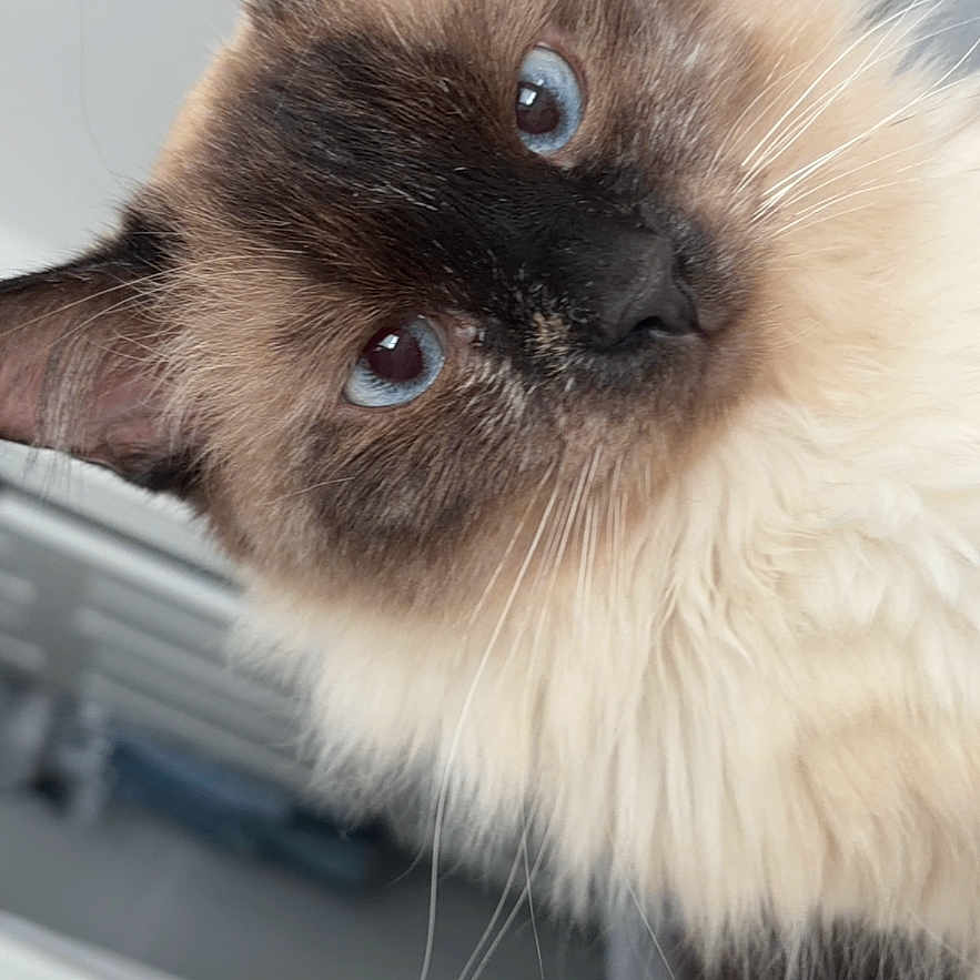 Nova