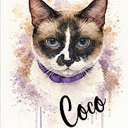 Coco a rejoint le concours — aidez-le/la à gagner de superbes lots ! cat, watercolor, painting, art, portrait, purple_collar, animal, illustration, face, blue_eyes, fur, expression, whiskers, background, splatter, colorful, decorative, text_overlay, name, stylized