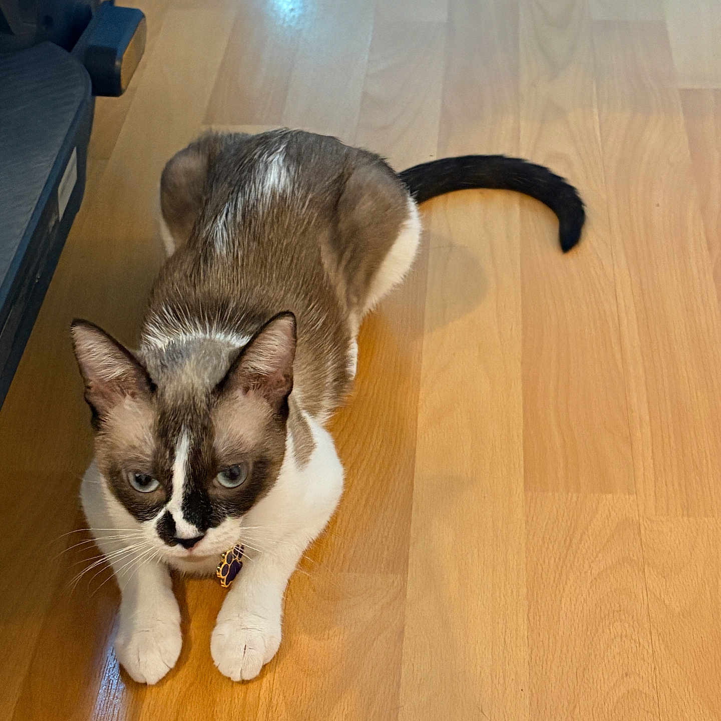 Coco