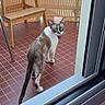 cat, siamese_cat, blue_eyes, purple_collar, balcony, red_tiles, wooden_chair, bamboo_screen, glass_door, metal_frame, pet, animal, looking_back, indoor_outdoor, feline, curious, floor, doorway, home, domestic