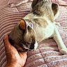 cat, sleeping, hand, pink_blanket, cozy, pet, fur, whiskers, relaxed, indoor, resting, comfort, close_up, animal, domestic, cute, soft_texture, human_hand, napping, peaceful