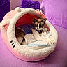 cat, pet_bed, pink, purple, couch, fluffy, cozy, animal_shape, ears, bow, indoor, relaxed, feline, pet, blanket, soft, resting, fur, cute, home