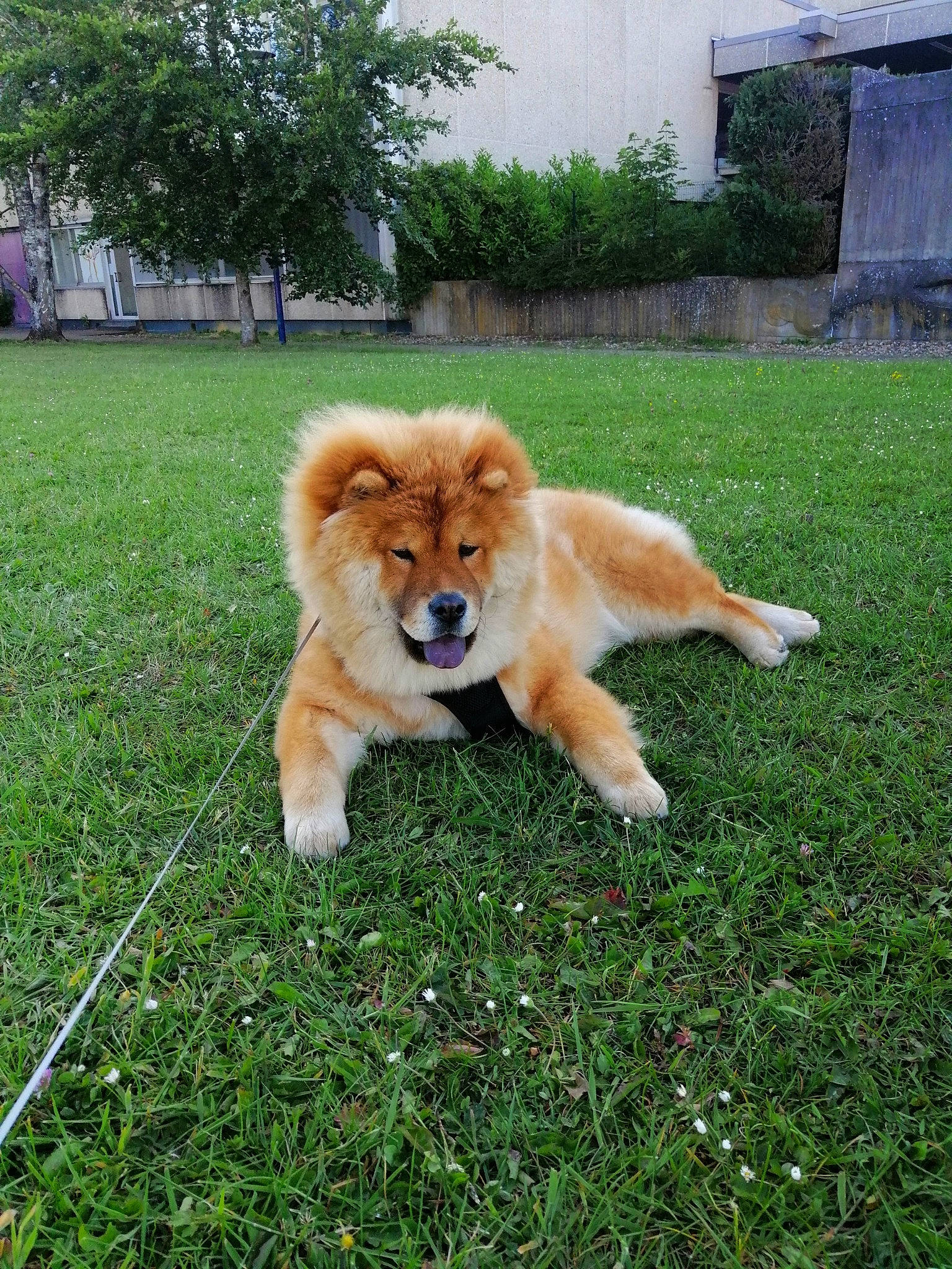 Pixi a rejoint le concours — aidez-le/la à gagner de superbes lots ! akita, ancient_dog_breeds, canidae, carnivore, chow_chow, companion_dog, dog, dog_breed, eurasier, fawn, finnish_spitz, german_spitz_mittel, grass, mammal, non_sporting_group, pomeranian, shiba_inu, spitz, sporting_group, vertebrate