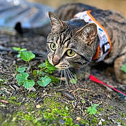 Mr Bean is registered to the contest to win money with this photo: animal, blurred_background, cat, close_up, curious, earth, feline, focused, green_eyes, ground, harness, moss, nature, outdoor, pet, plant, shallow_depth_of_field, sniffing, tabby, whiskers