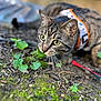 animal, blurred_background, cat, close_up, curious, earth, feline, focused, green_eyes, ground, harness, moss, nature, outdoor, pet, plant, shallow_depth_of_field, sniffing, tabby, whiskers