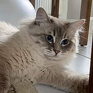Aslan participe au concours pour gagner de l'argent avec cette photo : cat, fluffy, blue_eyes, domestic_cat, indoor, pet, fur, whiskers, ear, chair, table, rug, floor, closeup, portrait, lounging, curious, home_interior, furniture, relaxed