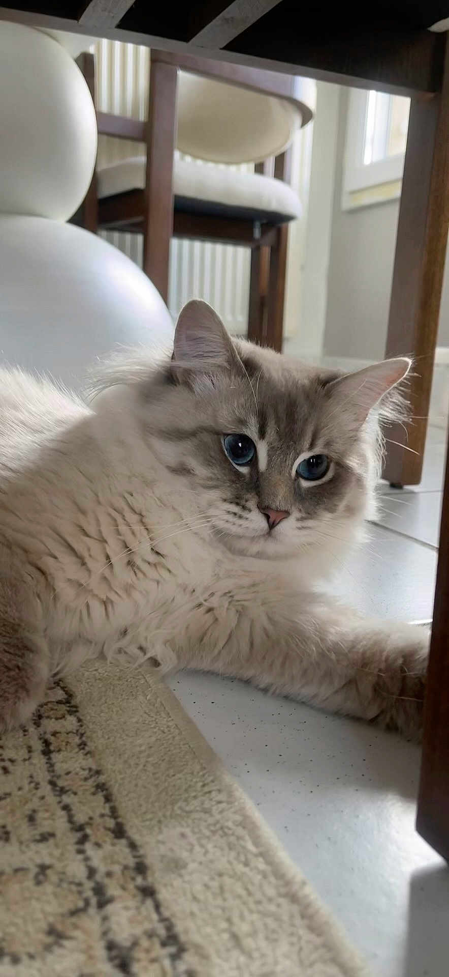 Aslan participe au concours pour gagner de l'argent avec cette photo : cat, fluffy, blue_eyes, domestic_cat, indoor, pet, fur, whiskers, ear, chair, table, rug, floor, closeup, portrait, lounging, curious, home_interior, furniture, relaxed