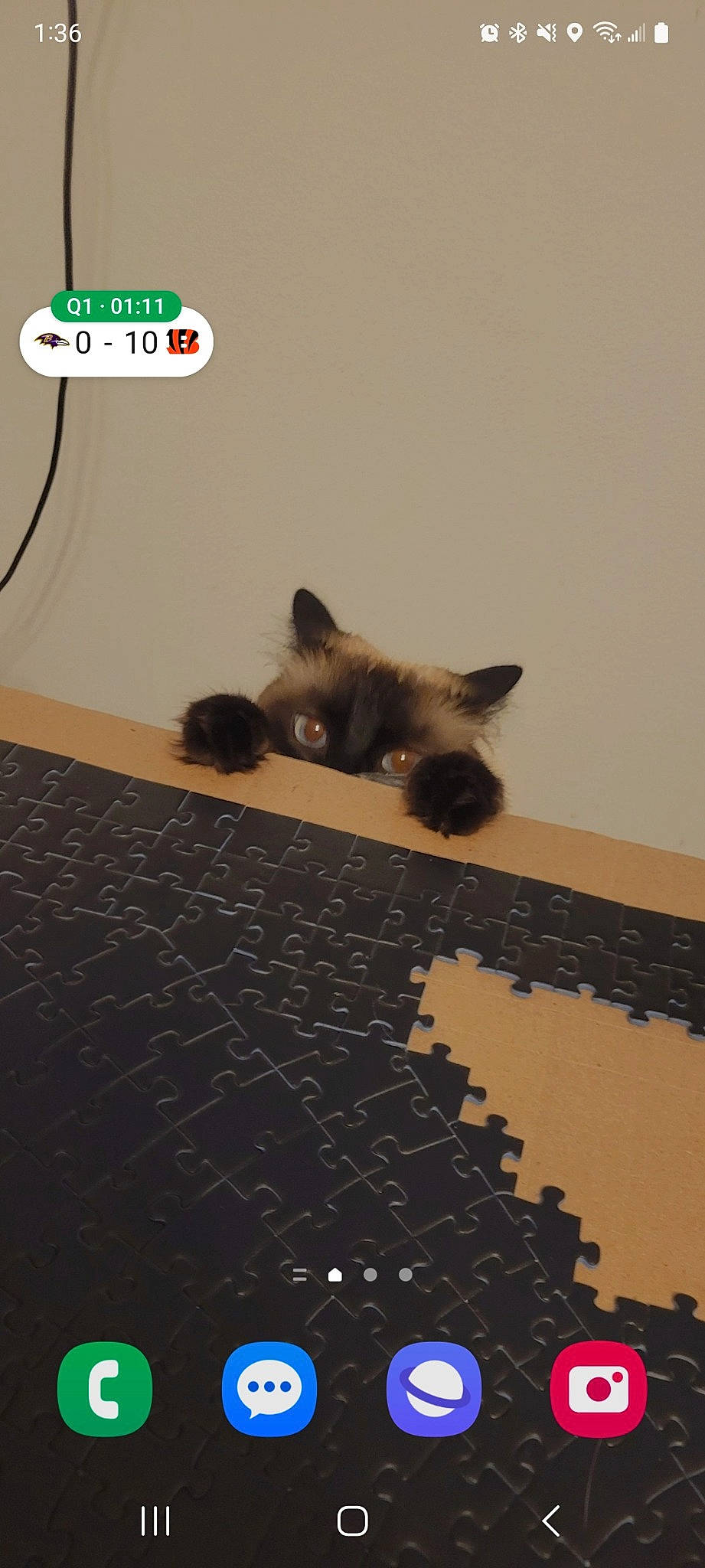 Kahlúa is registered to the contest to win money with this photo: balinese, brown, carnivore, cat, domestic_short_haired_cat, fawn, felidae, floor, flooring, fur, gas, hardwood, room, siamese, small_to_medium_sized_cats, snout, tail, thai, whiskers, wood