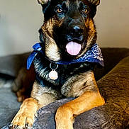 Leif joined the competition — help win amazing prizes! dog, german_shepherd, pet, bandana, tongue_out, ears_up, brown_fur, black_fur, collar, tag, indoor, furniture, couch, relaxed, animal, canine, portrait, cute, friendly, paw