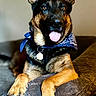 dog, german_shepherd, pet, bandana, tongue_out, ears_up, brown_fur, black_fur, collar, tag, indoor, furniture, couch, relaxed, animal, canine, portrait, cute, friendly, paw