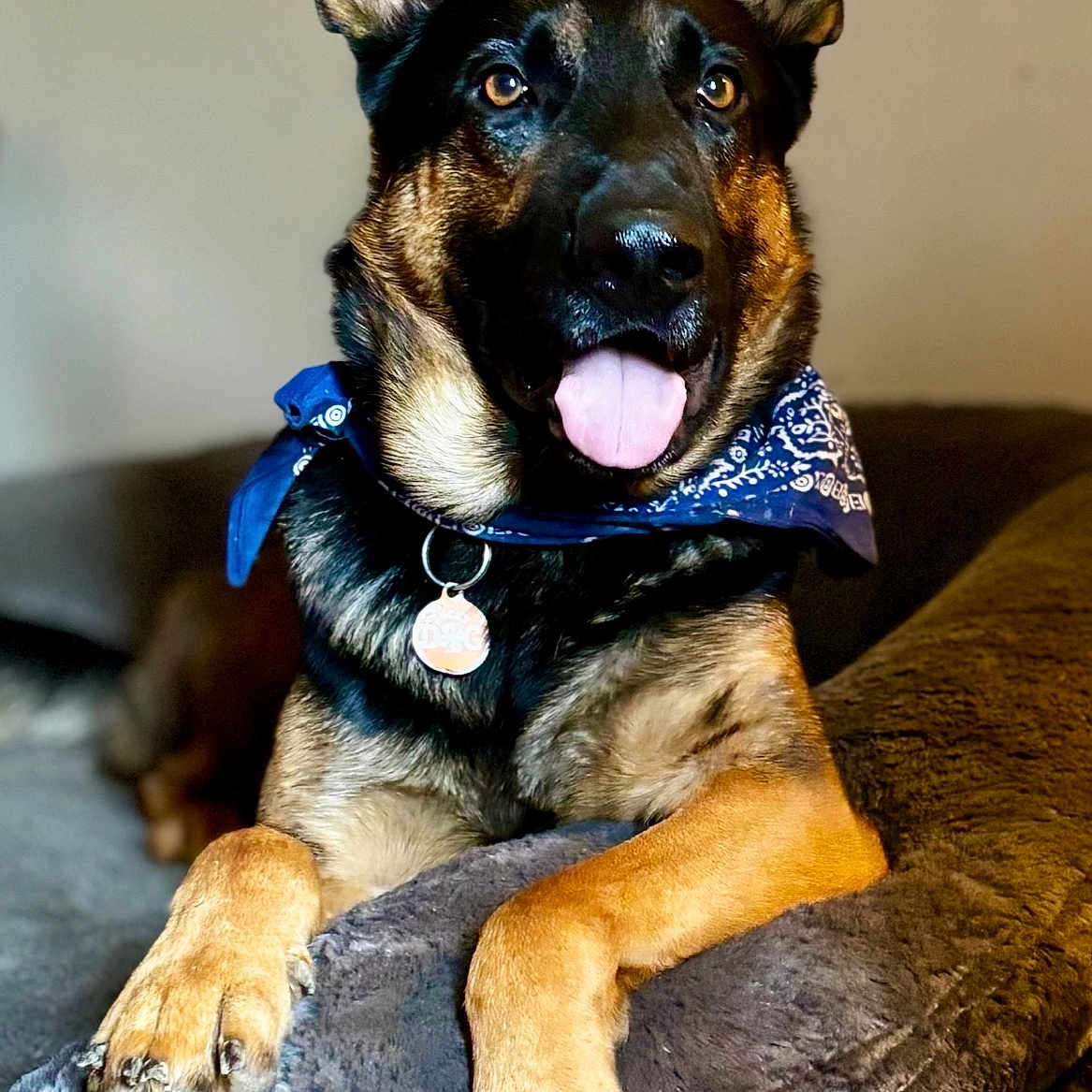 Leif joined the competition — help win amazing prizes! dog, german_shepherd, pet, bandana, tongue_out, ears_up, brown_fur, black_fur, collar, tag, indoor, furniture, couch, relaxed, animal, canine, portrait, cute, friendly, paw