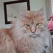 Nilsson a rejoint le concours — aidez-le/la à gagner de superbes lots ! animal, cat, cozy, curtain, domestic, ears, feline, flower, fluffy, fur, houseplant, indoor, looking, mirror, orange_tabby, pet, pink, portrait, table, whiskers