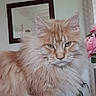 animal, cat, cozy, curtain, domestic, ears, feline, flower, fluffy, fur, houseplant, indoor, looking, mirror, orange_tabby, pet, pink, portrait, table, whiskers