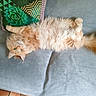 Nilsson a rejoint le concours — aidez-le/la à gagner de superbes lots ! animal, cat, couch, cozy, curious, feline, fluffy, fur, ginger_cat, green_pillow, home, indoor, looking, pet, pillow, relaxed, resting, soft_texture, tail, upside_down