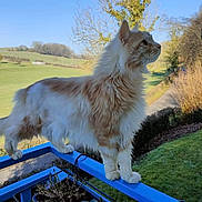 Nilsson a rejoint le concours — aidez-le/la à gagner de superbes lots ! cat, fluffy, balcony, railing, blue, outdoor, nature, greenery, tree, grass, sunlight, daytime, animal, pet, feline, profile, plant_pot, gardening, serene, majestic