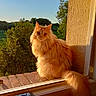 animal, balcony, brick, bush, cat, domestic_cat, feline, fluffy, golden_hour, looking, nature, orange_cat, outdoor, peaceful, pet, portrait, sky, sunlight, tree, windowsill