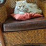 animal, brown, calm, cat, chair, cozy, cute, domestic_cat, feline, floor_tiles, fluffy_cat, indoor, light, orange, pet, pillow, portrait, relaxed, resting, woven_chair