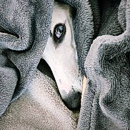 Azur a rejoint le concours — aidez-le/la à gagner de superbes lots ! blanket, close_up, cozy, cute, dog, eye, fleece, fur, gray, indoors, muzzle, nose, pet, portrait, resting, sleeping, snuggled, soft_texture, warmth, white_dog