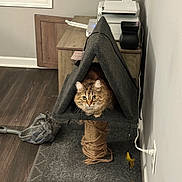 Willow is registered to the contest to win money with this photo: cat, tabby_cat, cat_house, scratching_post, carpet, wood_floor, cabinet, printer, plastic_bag, cat_food, bowl, wall, power_outlet, cord, indoor, pet, furniture, animal, triangular_shape, curious
