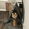 cat, tabby_cat, cat_house, scratching_post, carpet, wood_floor, cabinet, printer, plastic_bag, cat_food, bowl, wall, power_outlet, cord, indoor, pet, furniture, animal, triangular_shape, curious