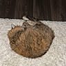 Willow joined the competition — help win amazing prizes! cat, feline, pet, sleeping, curled_up, fur, indoor, rug, white_rug, wooden_floor, cozy, resting, animal, domestic_animal, cute, fluffy, quiet, peaceful, home, relaxing