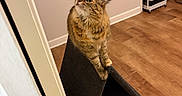 Willow joined the competition — help win amazing prizes! cat, tabby_cat, cat_scratch_post, indoor, wooden_floor, wall, curious, furniture, pet, animal, domestic_cat, household, cozy, looking_up, feline, scratching_post, home, living_space, fur, whiskers