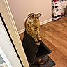 cat, tabby_cat, cat_scratch_post, indoor, wooden_floor, wall, curious, furniture, pet, animal, domestic_cat, household, cozy, looking_up, feline, scratching_post, home, living_space, fur, whiskers