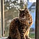 Willow