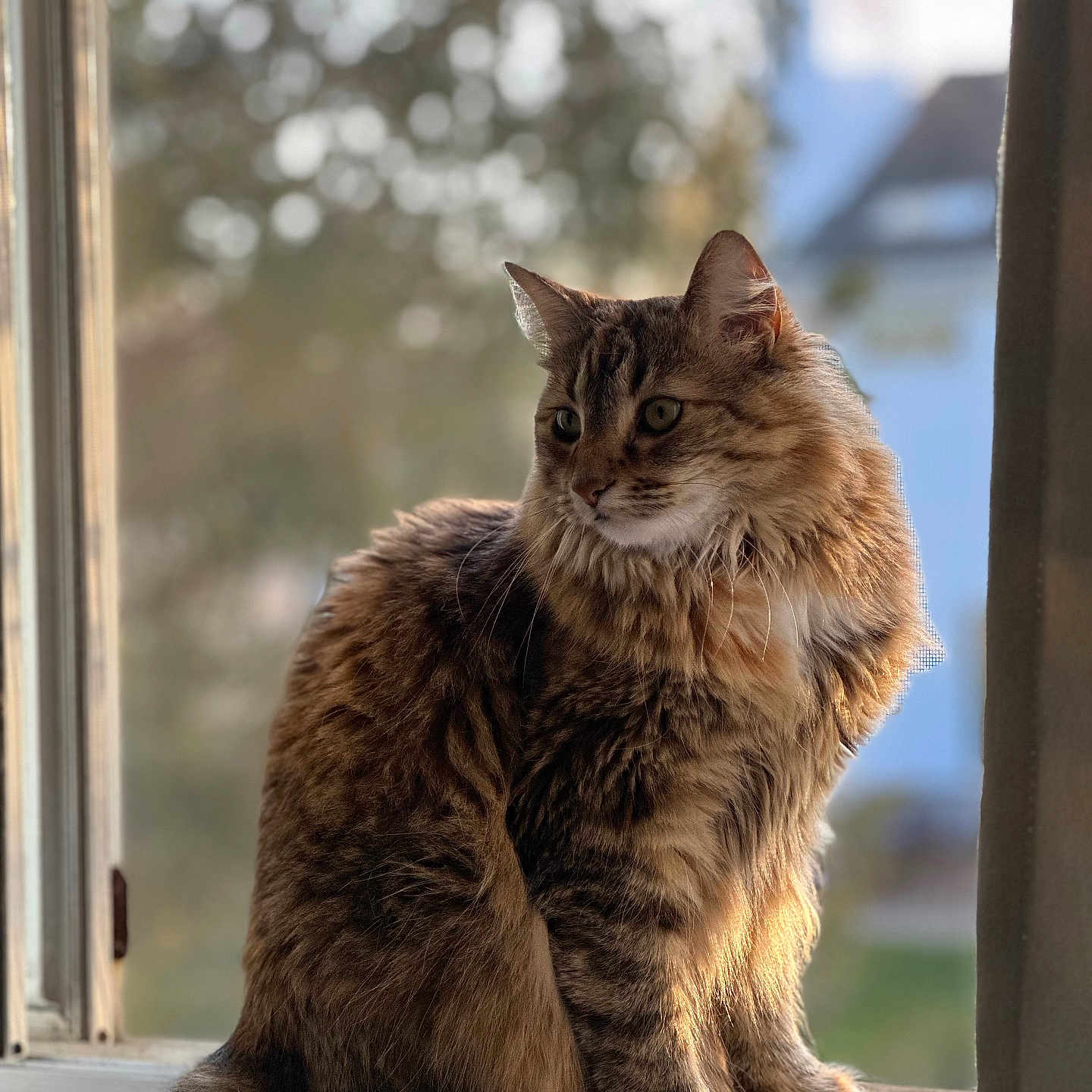 Willow is registered to the contest to win money with this photo: cat, fluffy, windowsill, sunlight, bokeh, blurred_background, pet, feline, animal, indoor, portrait, fur, tabby, sitting, window, daylight, cozy, calm, nature_outside, domestic