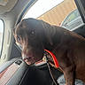 animal, brown, canine, car_interior, chocolate_labrador, close_up, collar, companion, dashboard, dog, door, indoor, leash, leather_seat, looking, pet, seat, sitting, vehicle, window