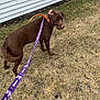 dog, chocolate_labrador, canine, leash, purple_leash, orange_collar, grass, yard, lawn, house_siding, outdoor, pet, walking, fur, brown_dog, side_view, daytime, ground, curious, residential