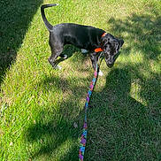 Freya is registered to the contest to win money with this photo: dog, puppy, black_dog, outdoor, grass, lawn, leash, collar, orange_collar, colorful_leash, pet, animal, standing, looking_at_camera, sunlight, shadow, backyard, park, greenery, photography