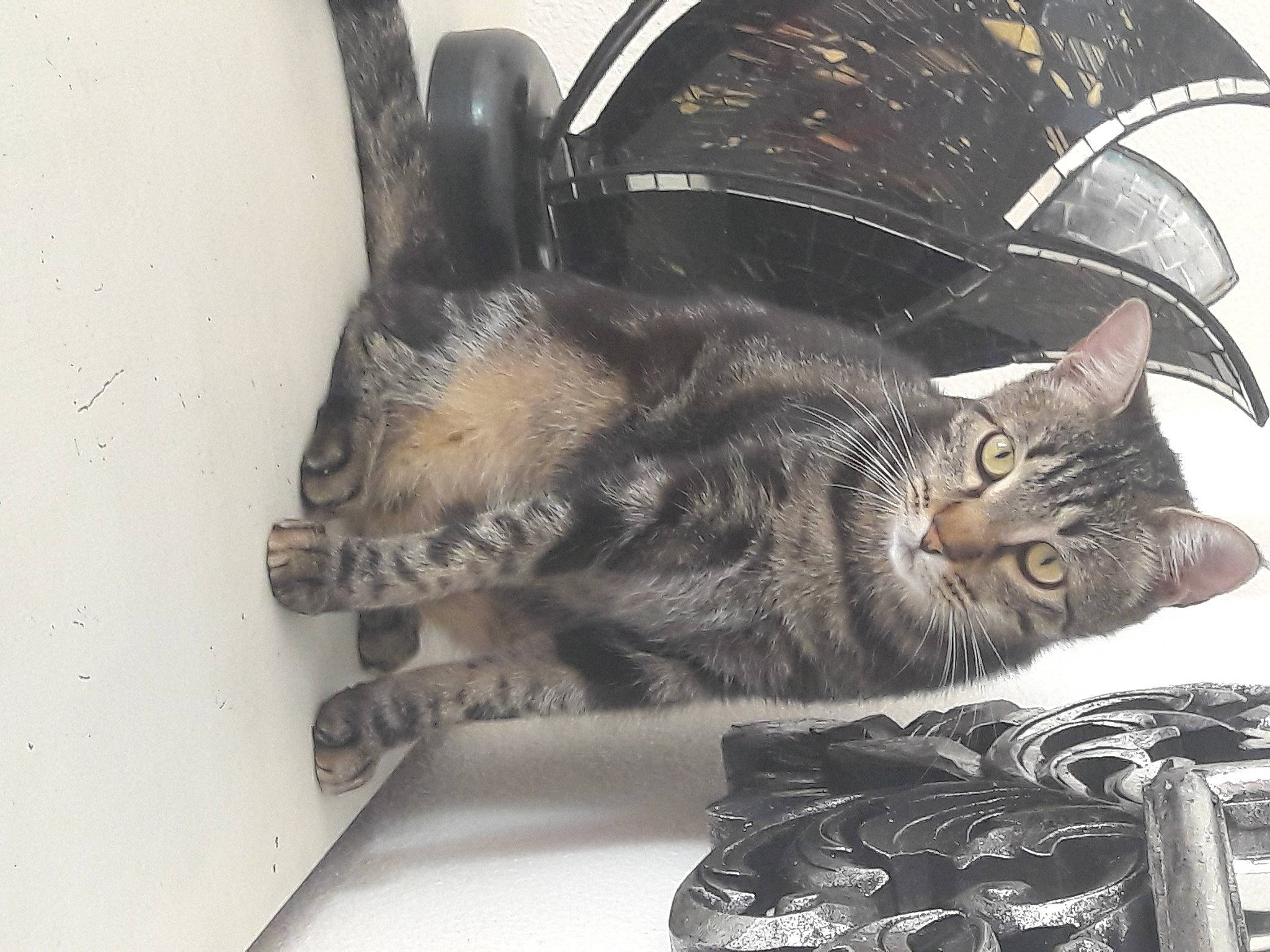 Diego a rejoint le concours — aidez-le/la à gagner de superbes lots ! carnivore, cat, claw, comfort, domestic_short_haired_cat, felidae, fender, fur, metal, nap, paw, small_to_medium_sized_cats, snout, tail, whiskers, window