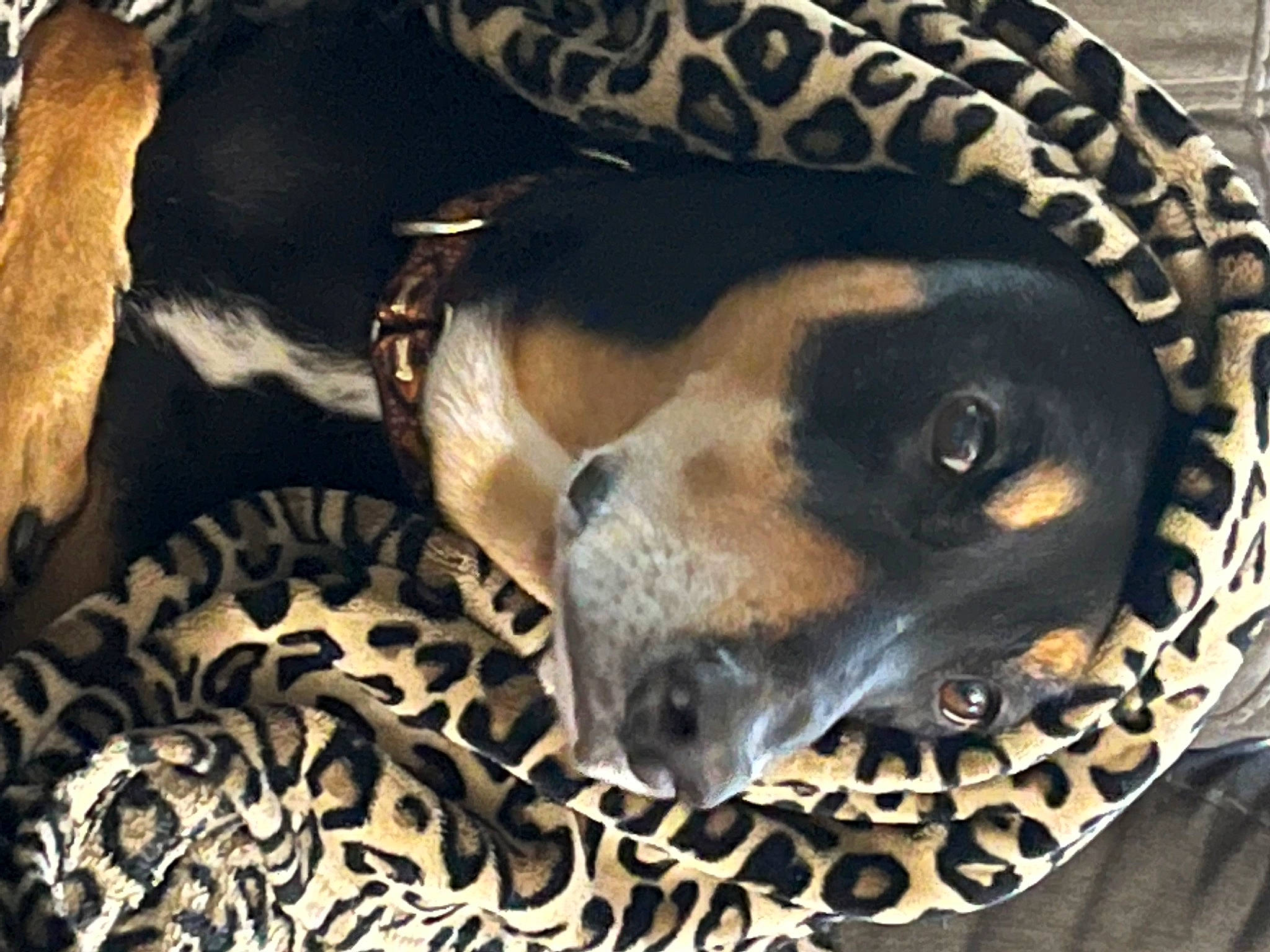 Chomper is registered to the contest to win money with this photo: canidae, carnivore, comfort, companion_dog, dog, dog_bed, dog_breed, dog_supply, fawn, fur, linens, nap, pattern, pet_supply, sleep, snout, sporting_group, terrestrial_animal, whiskers, working_animal