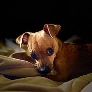Penny joined the competition — help win amazing prizes! dog, chihuahua, pet, puppy, portrait, close_up, bed, blanket, indoor, low_light, dramatic_lighting, brown_fur, ears, eyes, nose, cozy, resting, sleepy, bokeh, animal