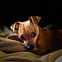 dog, chihuahua, pet, puppy, portrait, close_up, bed, blanket, indoor, low_light, dramatic_lighting, brown_fur, ears, eyes, nose, cozy, resting, sleepy, bokeh, animal