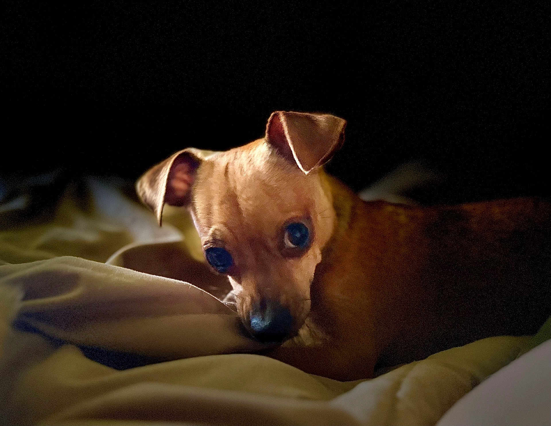 Penny joined the competition — help win amazing prizes! dog, chihuahua, pet, puppy, portrait, close_up, bed, blanket, indoor, low_light, dramatic_lighting, brown_fur, ears, eyes, nose, cozy, resting, sleepy, bokeh, animal