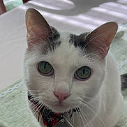 Brie is registered to the contest to win money with this photo: black_markings, bow_tie, cat, chair, close_up, collar, curious, cute, ears, feline, green_eyes, indoor, nose, pet, pet_tag, portrait, sunlight, table, whiskers, white_cat