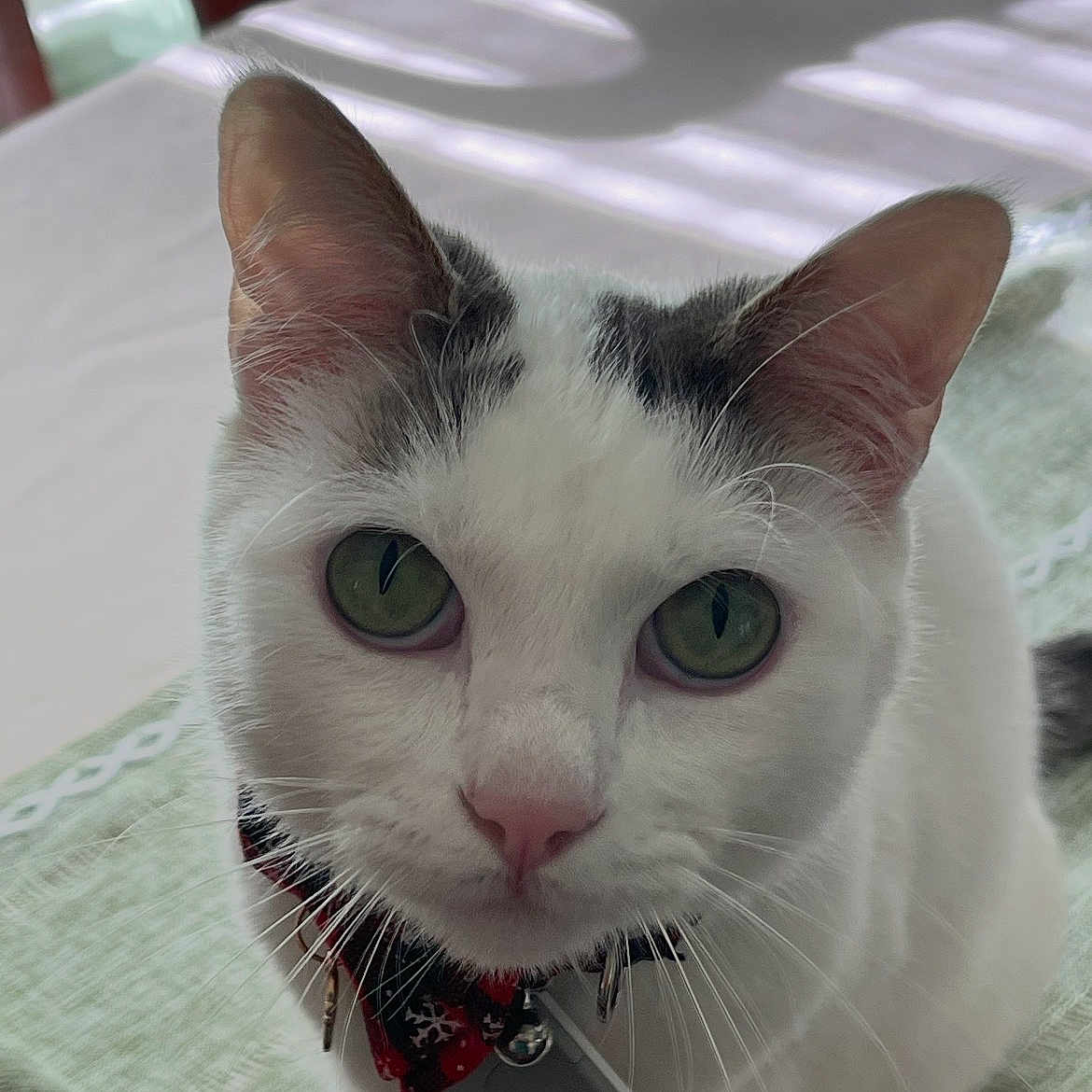 Brie is registered to the contest to win money with this photo: black_markings, bow_tie, cat, chair, close_up, collar, curious, cute, ears, feline, green_eyes, indoor, nose, pet, pet_tag, portrait, sunlight, table, whiskers, white_cat