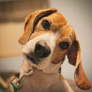 Bagel is registered to the contest to win money with this photo: animal, beagle, black, brown, canine, close_up, collar, curious, cute, dog, ears, fur, head_tilt, indoor, looking, pet, portrait, puppy, white, young