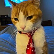 Hedwig is registered to the contest to win money with this photo: animal, background_tv, bed, blanket, cat, close_up, cozy, cute, domestic_animal, feline, indoor, orange_cat, pet, portrait, red_tie, snowflake_pattern, soft_lighting, tie, whiskers, white_cat