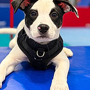 Winston is registered to the contest to win money with this photo: puppy, dog, black_and_white, harness, portrait, close_up, sitting, lying_down, face, eyes, ears, paws, nose, fur, pet, cute, indoor, colorful_background, blue_mat, photography