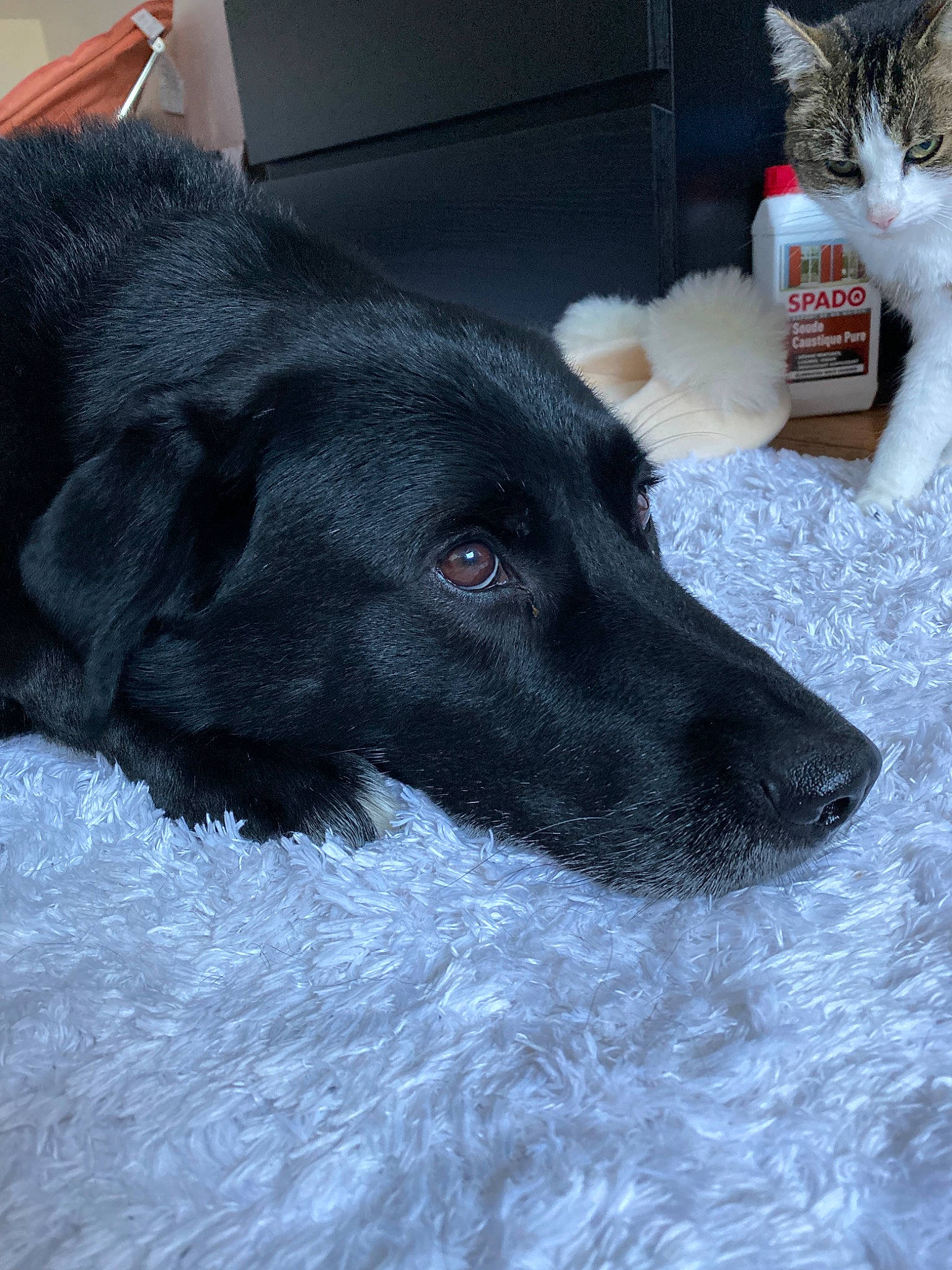 Jaïko a rejoint le concours — aidez-le/la à gagner de superbes lots ! black, borador, canidae, carnivore, dog, dog_breed, flat_coated_retriever, fur, snout, sporting_group