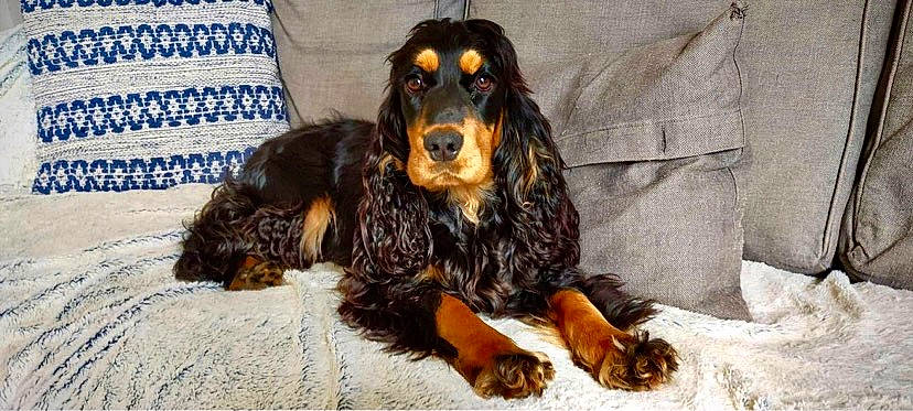 Rhéa participe au concours pour gagner de l'argent avec cette photo : canidae, carnivore, cocker_spaniel, companion_dog, curtain, dog, dog_breed, fur, hound, hunting_dog, king_charles_spaniel, liver, snout, spaniel, sporting_group, terrestrial_animal, toy_dog, working_animal, working_dog