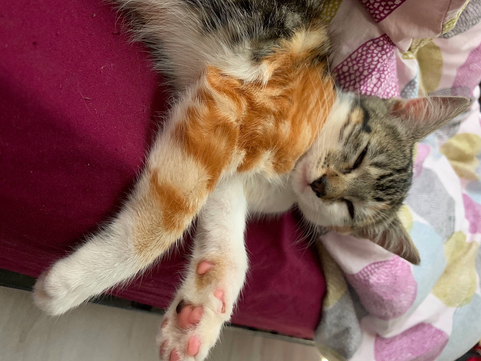 Sya participe au concours pour gagner de l'argent avec cette photo : carnivore, cat, claw, comfort, domestic_short_haired_cat, fawn, felidae, foot, fur, hat, human_leg, nail, nap, paw, plant, sleep, small_to_medium_sized_cats, tail, textile, whiskers