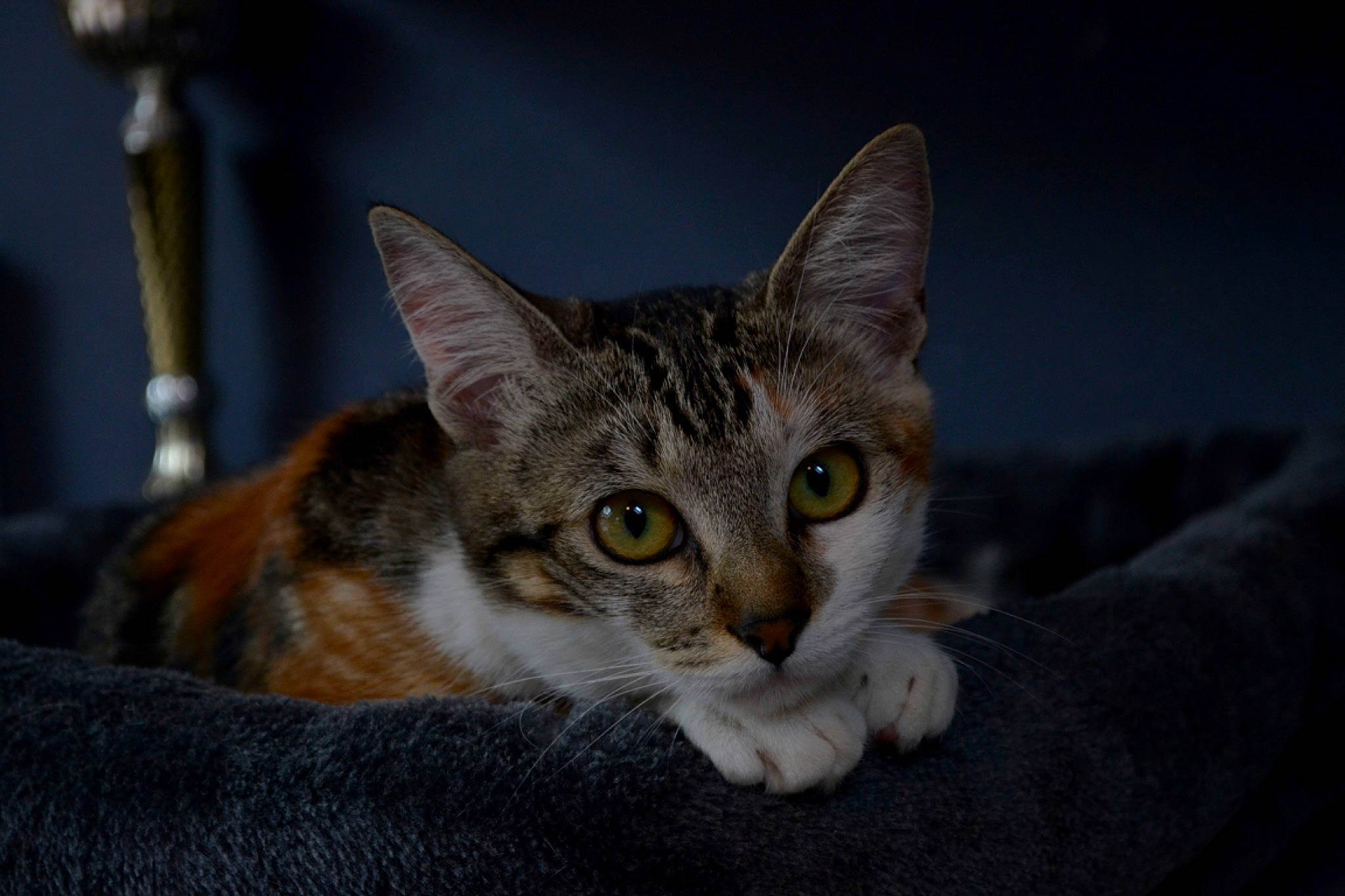 Sya a rejoint le concours — aidez-le/la à gagner de superbes lots ! carnivore, cat, claw, curious, domestic_short_haired_cat, eye, felidae, fur, paw, sitting, small_to_medium_sized_cats, snout, tail, whiskers, wildlife