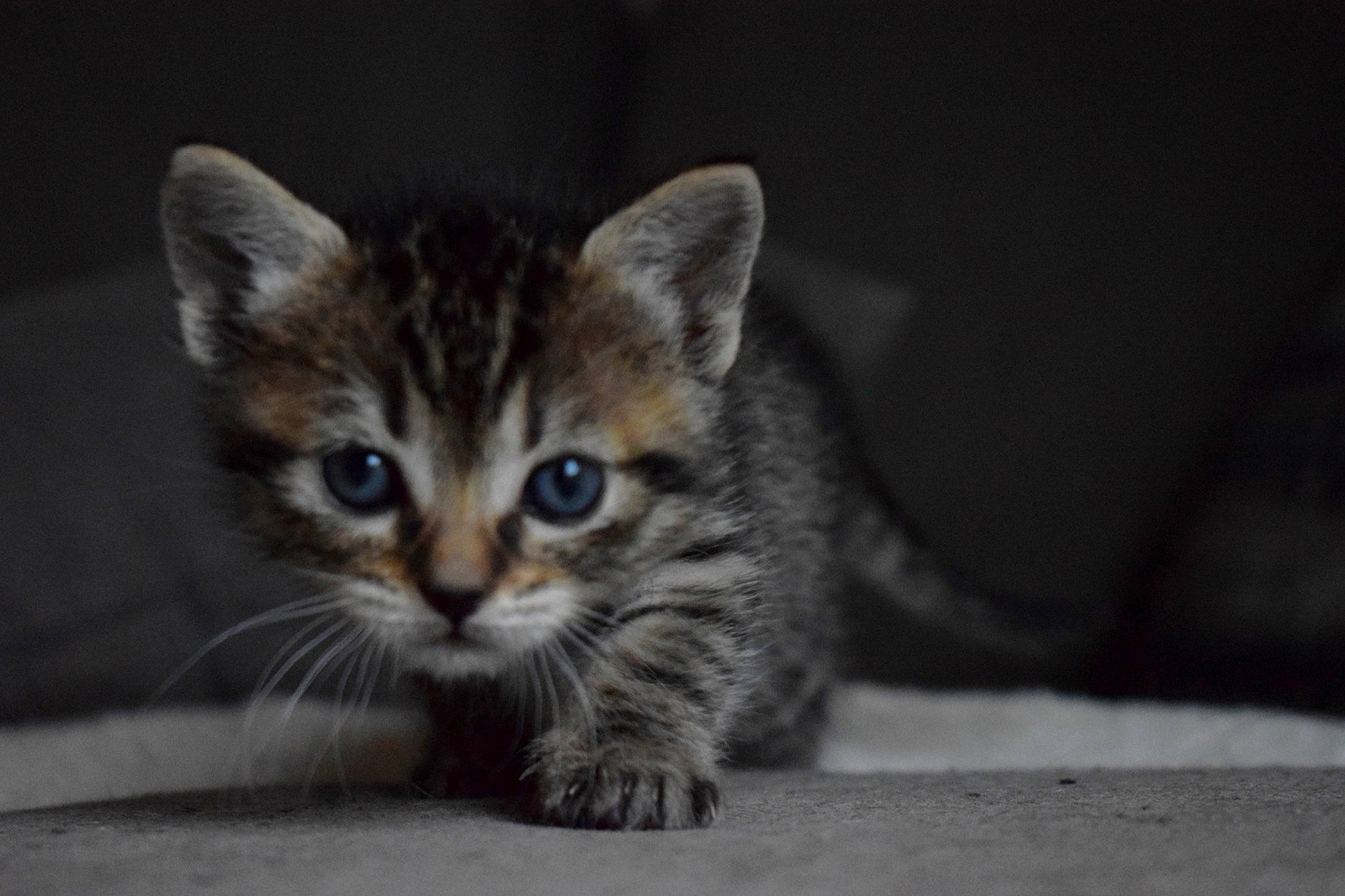 Ays participe au concours pour gagner de l'argent avec cette photo : carnivore, cat, claw, darkness, domestic_short_haired_cat, eye, felidae, fur, paw, sitting, small_to_medium_sized_cats, snout, tail, terrestrial_animal, whiskers, wildlife